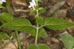 Hairy skullcap